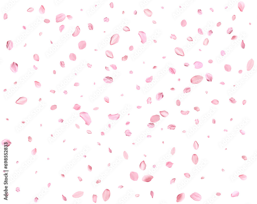 Japanese Spring petals cherry. Japanese Spring petals cherry.