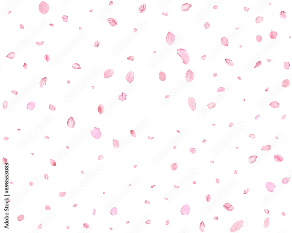 Japanese Spring petals cherry. Japanese Spring petals cherry.
