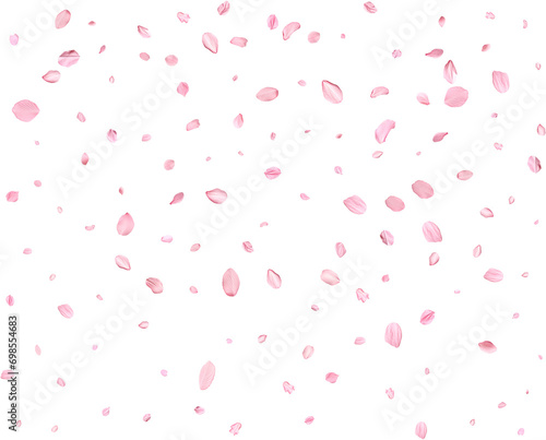 Pink Spring Japanese Cherry petals. © Elena