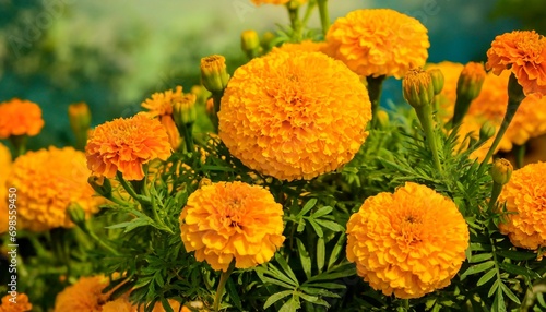marigold flowers picture