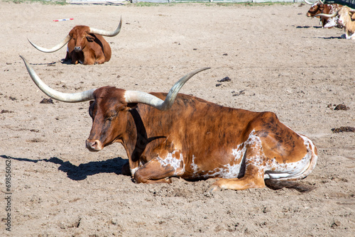 longhorns in the gate at stockyards in Fort worth, Texas, photo