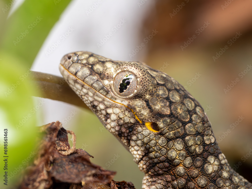 Chameleon gecko ,eurydactylodes occidentalis, Chameleon gecko ,eurydactylodes occidentalis,