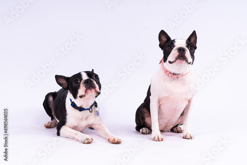 Two boston terrier dog posing in studio, white and dark background