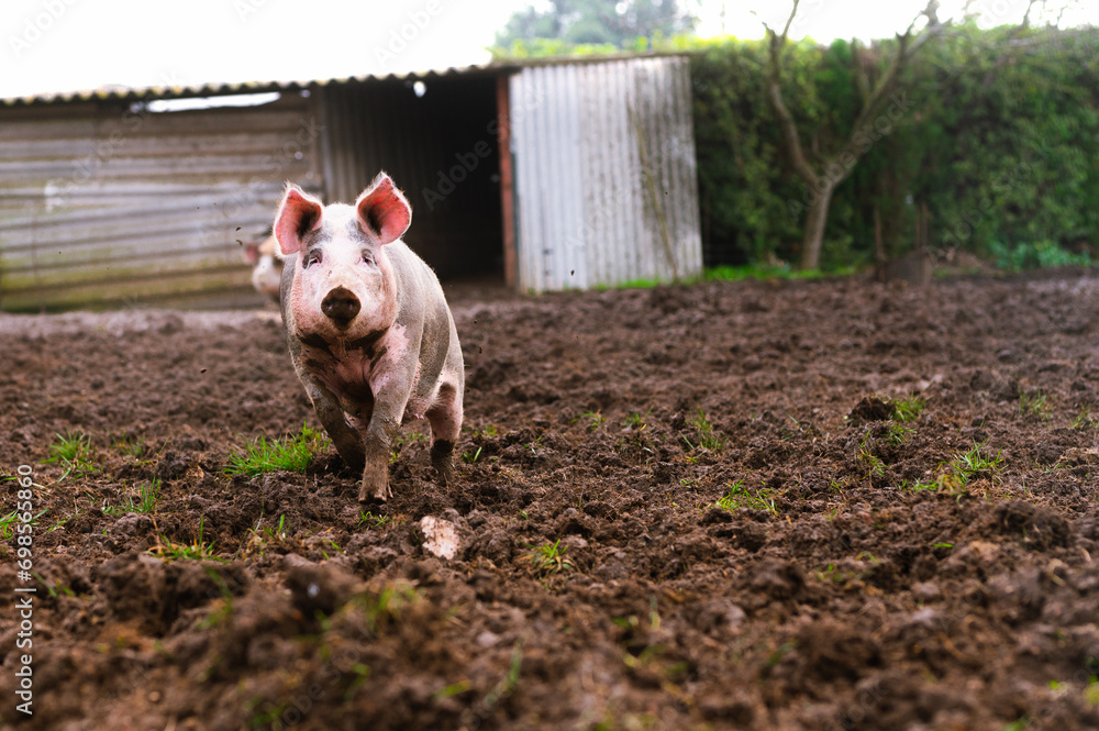 pietrain pig walking in the mud of his pigsty. Farm animals and rural economy pietrain pig walking in the mud of his pigsty. Farm animals and rural economy
