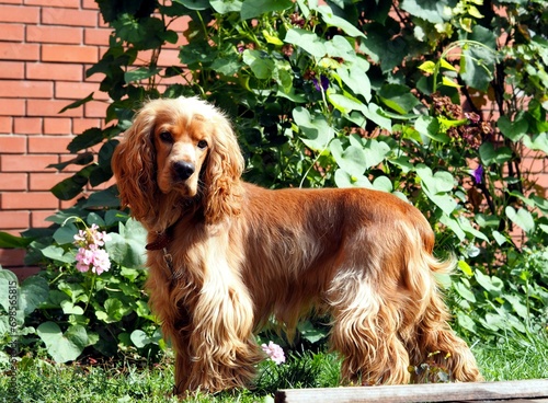 Red Spaniel hunting dog looks at the camera on the background of a green lawn.
