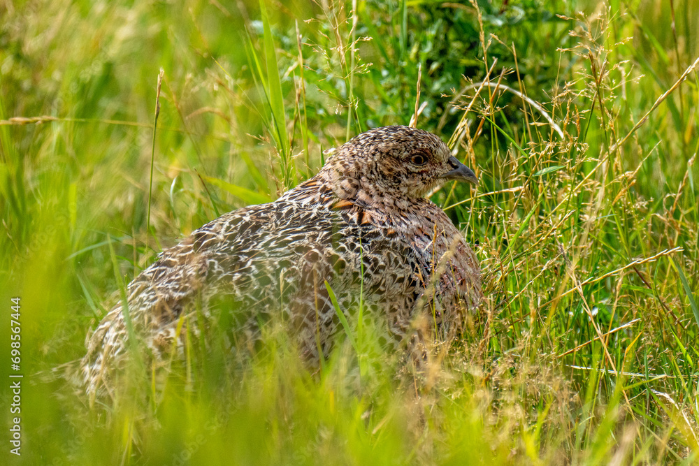 Spotted pheasant perched on the grassy terrain of a meadow Spotted pheasant perched on the grassy terrain of a meadow