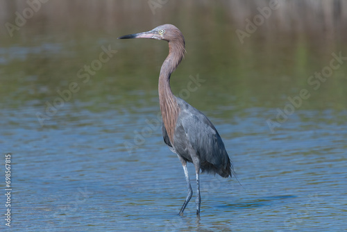 Reddish egret - Egretta rufescens staying in water with water in background. Photo from Playa Larga, Las Salinas in Cuba © PIOTR