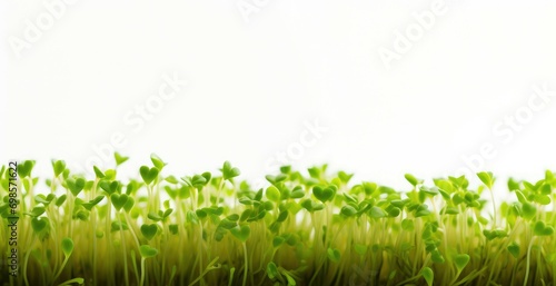 Closeup Micro greens white background with copy space. Close-up Fresh Microgreens and superfood. Macro Business banner of Eco plants and products with blank place for text.