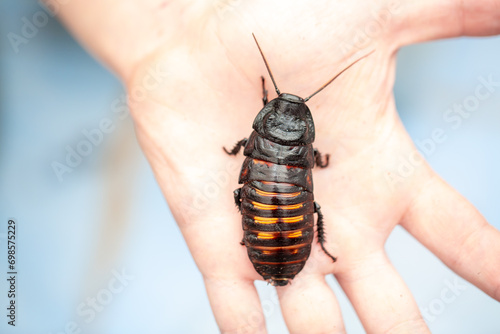 Madagascar Hissing Cockroach. A cockroach sits on a man's hand close-up. Exotic pet, tropical insect. photo