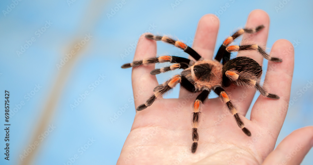 Tarantula spider on a man's hand close up. Tarantula spider as a pet. Tarantula spider on a man's hand close up. Tarantula spider as a pet.
