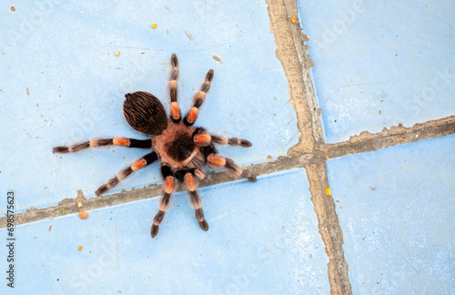 Tarantula spider close-up on the floor in the house. Tarantula spider as a pet.