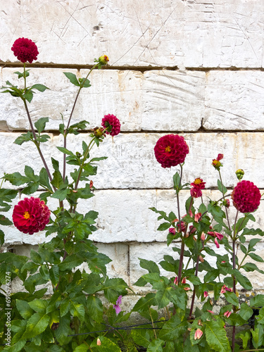 Flowers in a botanical garden2