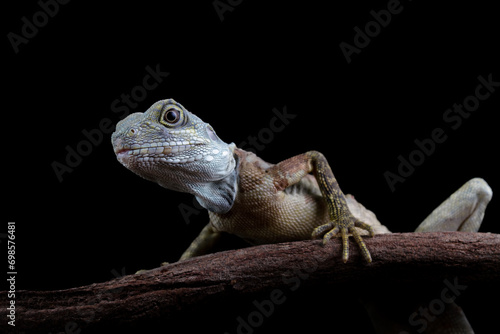 Close-up of a hypsilurus magnus forest dragon lizard, sitting on a branch in the dark photo