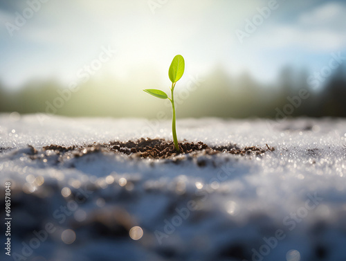 young plant sprouts out of the snow photo