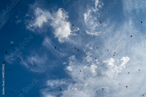 Delichon urbicum. Flock of common airplanes in flight with blue sky with clouds in the background. photo