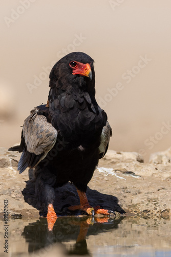 Bateleur (Berghaan) (Terathopius ecaudatus) at Cubitje Quap in the Kgalagadi Transfrontier Park, Kalahari photo