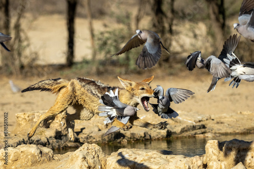 Black-backed jackal (Rooijakkals) (Lupulella mesomelas) hunting Ring-necked Doves (Gewone tortelduif) (Streptopelia capicola) at Cubitje Quap in the Kgalagadi Transfrontier Park, Kalahari photo