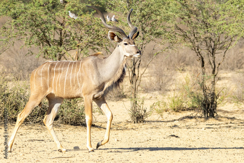 Large Kudu bull  Tragelaphus strepsiceros  the Kgalagadi Transfrontier Park  Kalahari