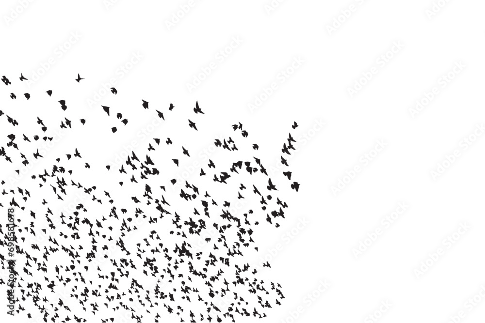 Flying birds. Vector images. White background. Flying birds. Vector images. White background.
