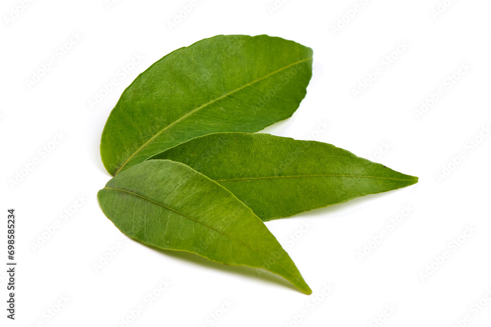 Tangerine Green leaves, isolated on white background. Tangerine Green leaves, isolated on white background.