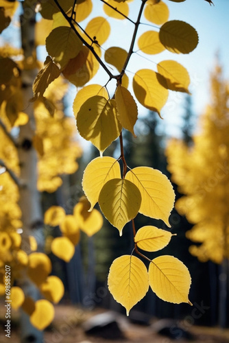 Illustration of leaves of QUAKING ASPEN tree wilderness forest woods lanscape close shot Populus tremuloides photo