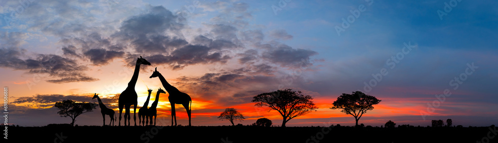 Panorama silhouette Giraffe family and tree in africa with sunset.Tree silhouetted against a setting sun.Typical african sunset with acacia trees in Masai Mara, Kenya.Reflection in water. - obrazy, fototapety, plakaty 