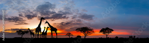 Panorama silhouette Giraffe family and tree in africa with sunset.Tree silhouetted against a setting sun.Typical african sunset with acacia trees in Masai Mara, Kenya.Reflection in water.