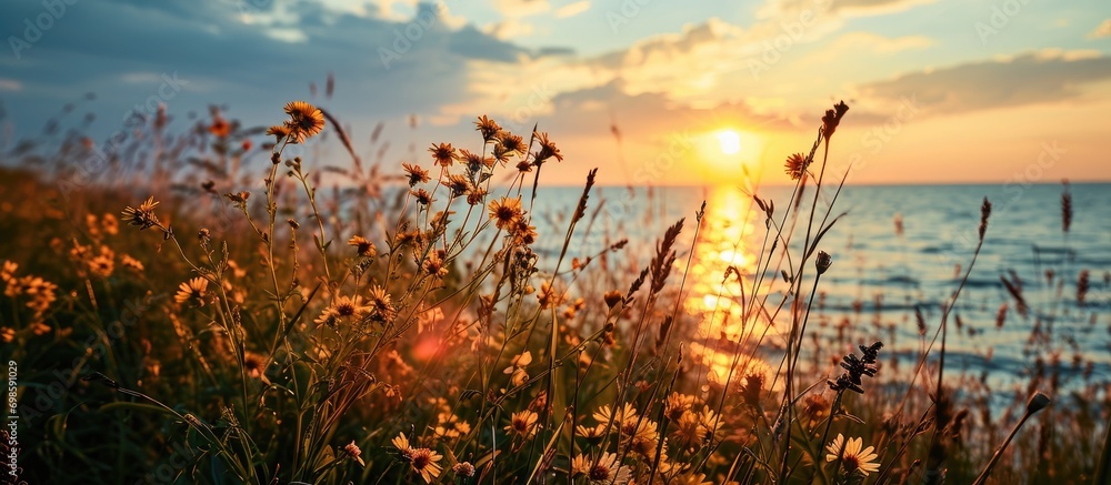 Fototapeta premium Sea and sunset with grassy flowers.