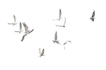 Flock of seagull flying isolated on white background.