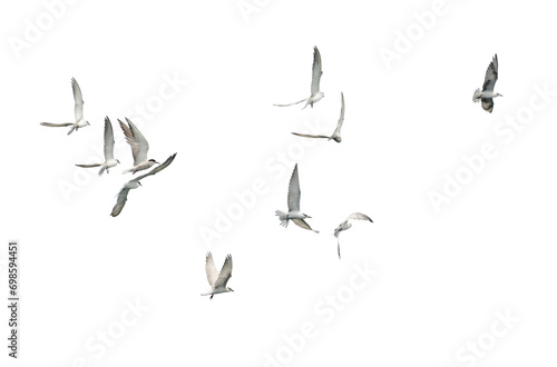 Flock of seagull flying isolated on white background. photo