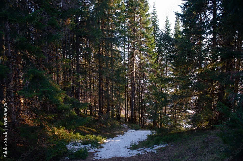 Fototapeta premium forest glade in spring snow