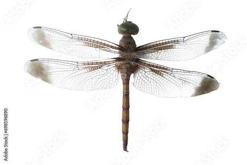 dragonfly isolated on white © Jack