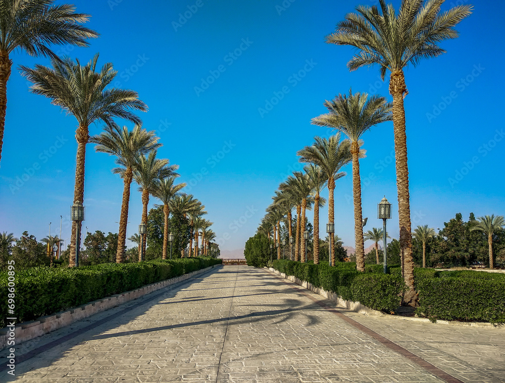 empty street with palm trees during quarantine in Egypt empty street with palm trees during quarantine in Egypt