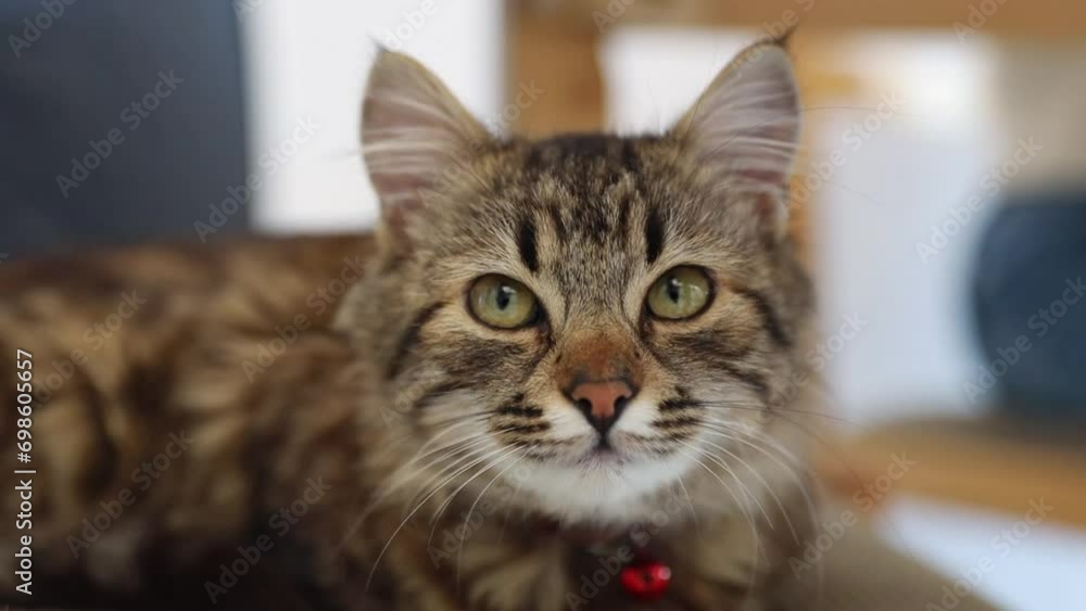 A beautiful tricolor cat blinks her eyes. A beautiful tricolor cat blinks her eyes.