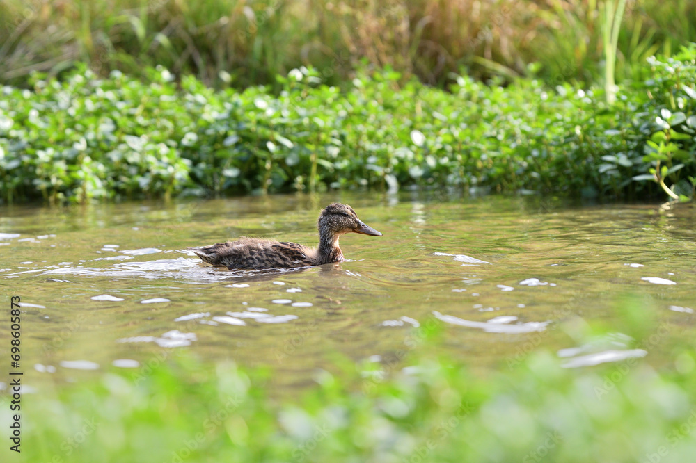 A wild duck swims on a pond in the forest