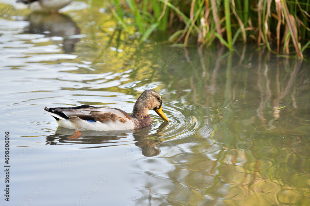 Macro detail of the head of a mallard duck on a pond