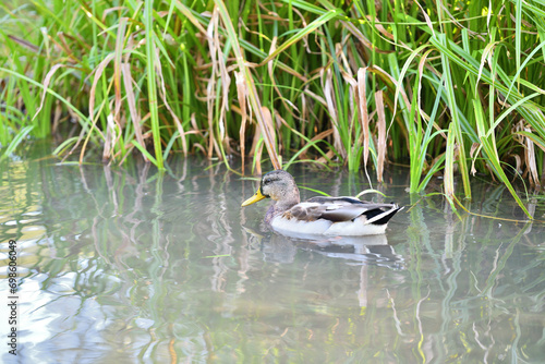 Young ducks swim in the water of a pond at the edge of the forest