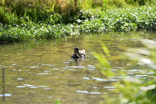 Obraz na płótnie Young ducks swim in the water of a pond at the edge of the forest w salonie