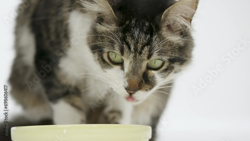 Cute Cat Enjoying Comfortably, Eating on a 4K White Infinite Background Studio Shot. Slow moition photo