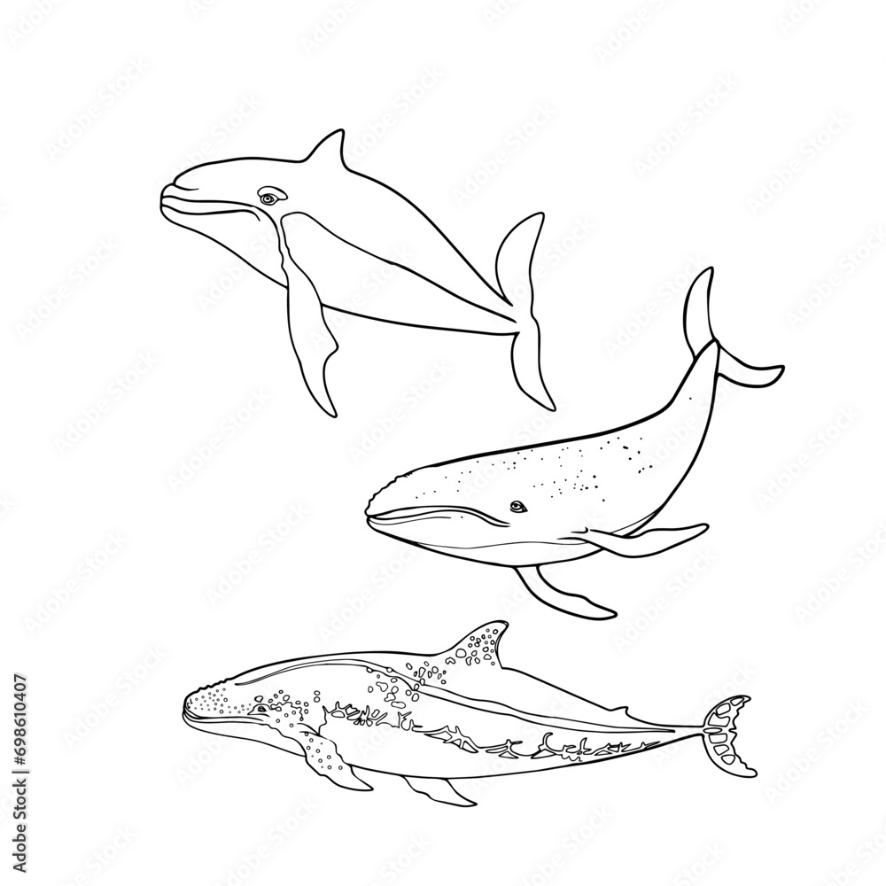 Fototapeta premium Set of whales and sharks with shit, coloring page, coloring page. Isolated illustration of underwater animals. Isolated as a blank for designers, icon, logo, label