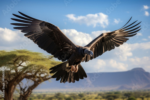 The majestic R  ppell s Vulture soaring high above the African savannah