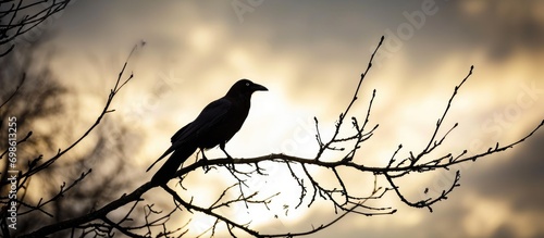 Crow on bare tree branch silhouette.