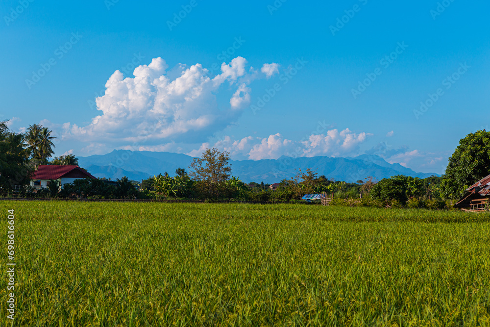  Atmosphere by the rice field beautiful, bright sky