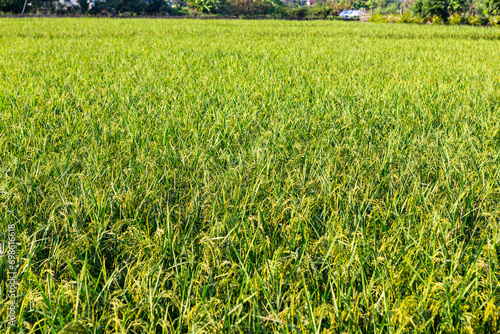  Atmosphere by the rice field, beautiful