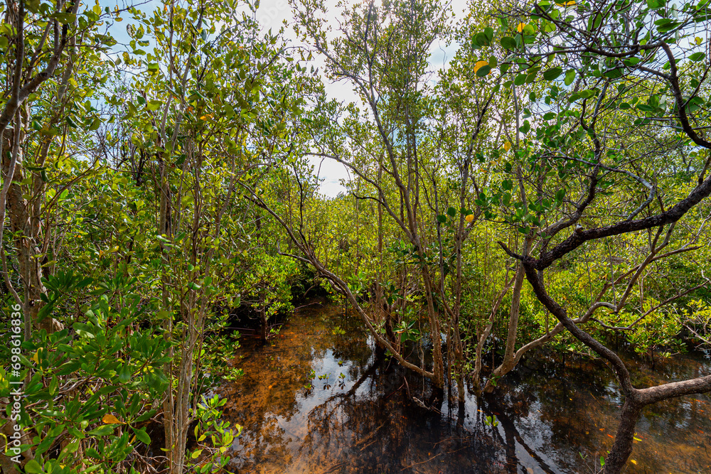 Mangrove forest clear water on a beautiful bright day Mangrove forest clear water on a beautiful bright day