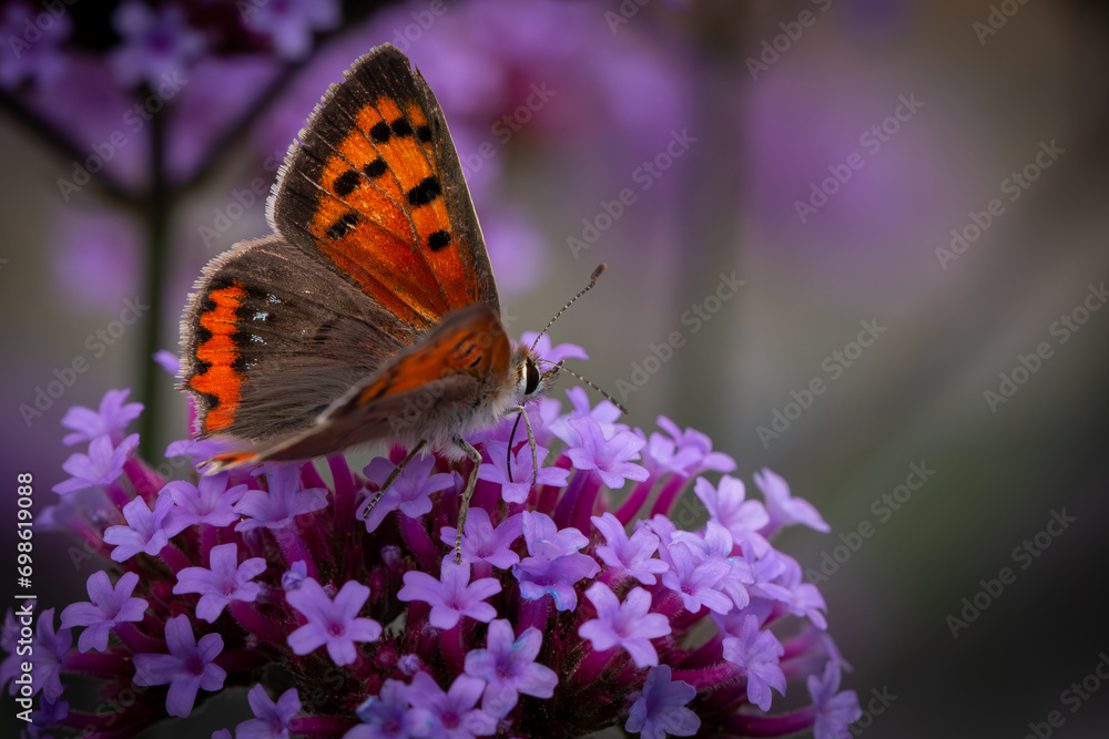 Obraz premium Czerwończyk 3