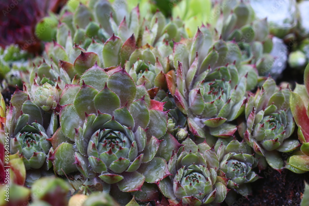 Rojnik Romatic Ritter Sempervivum Rojnik Romatic Ritter Sempervivum
