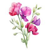 Beautiful Red and Purple Sweet Pea Flower Botanical Watercolor Painting Illustration