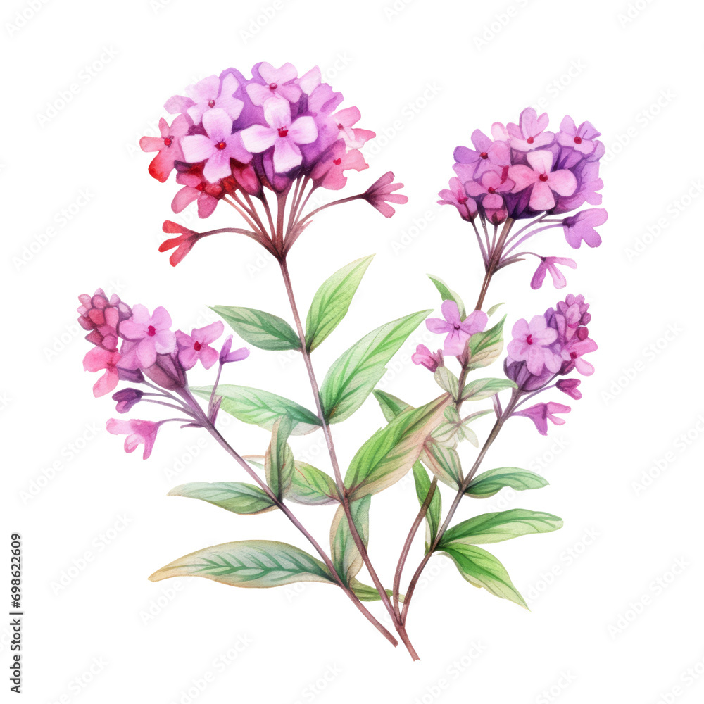 Lovely Pink Purple Verbena Flower Botanical Watercolor Painting Illustration