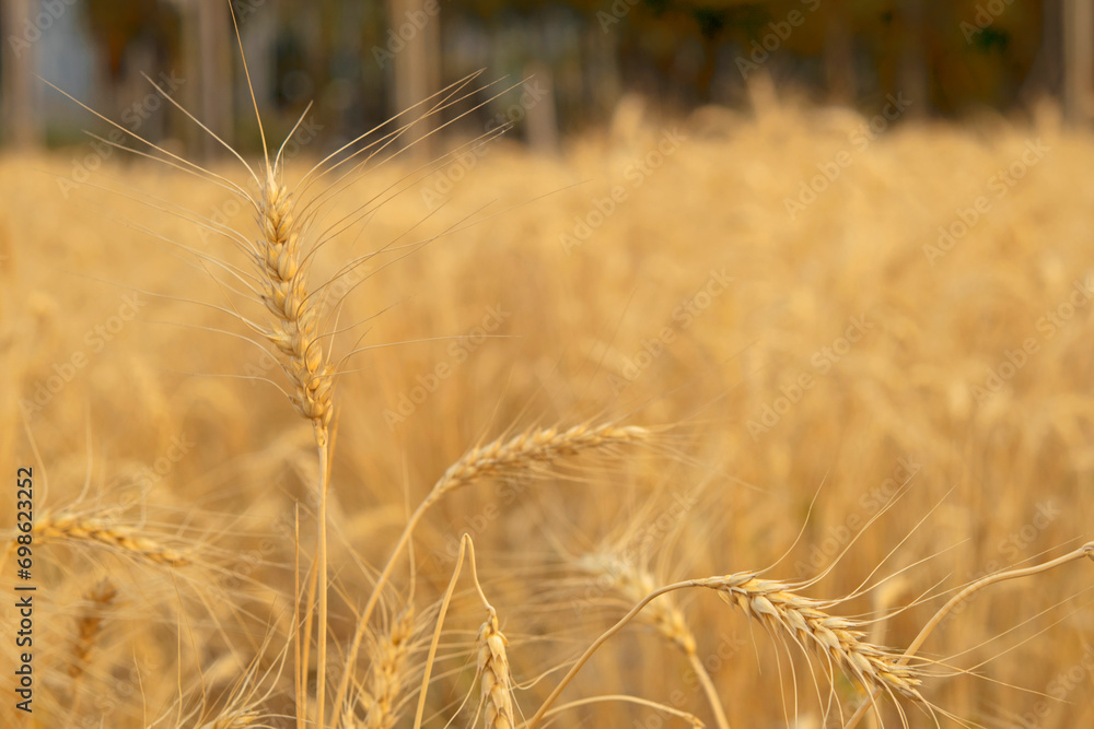 Golden wheat ear with the sun bathing the field Golden wheat ear with the sun bathing the field